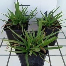 Agapanthus hybr. 'Peter Pan'  Pot 9 