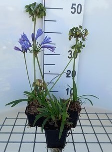 Agapanthus hybr. 'Charlotte'®  Pot 9 