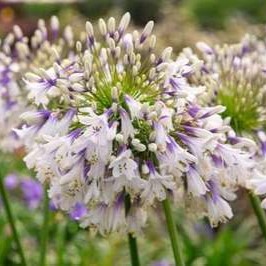 Agapanthus hybr. 'Fireworks'®  Pot 9 