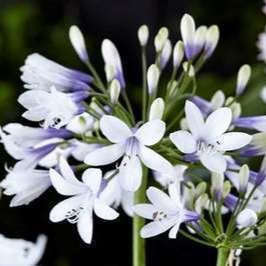 Agapanthus hybr. 'Twister'®  Pot 9 