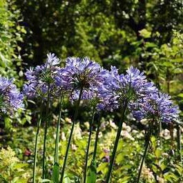 Agapanthus africanus  CT 2 litres 