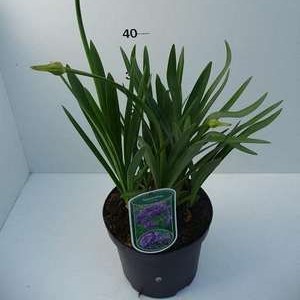 Agapanthus 'Dr Brouwer'  Pot 9 