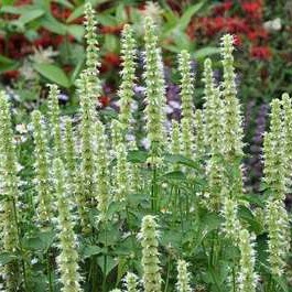 Agastache rugosa 'Alabaster'  Pot 9 