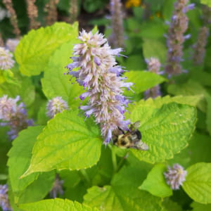 Agastache foeniculum  Pot 9 