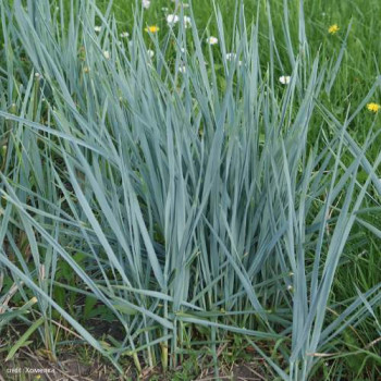 Agropyron magellanicus ( eleymus magell.)