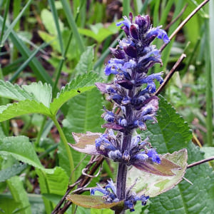 Ajuga reptans  Pot 9 