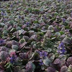 Ajuga rept. 'Burgundy Glow'  Pot 9 