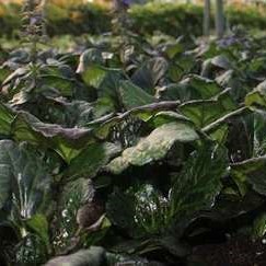 Ajuga rept. 'Catlin's Giant'  Pot 9 