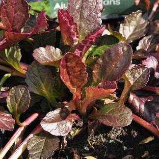 Ajuga rept. 'Atropurpurea'  Pot 9 