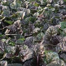 Ajuga rept. 'Black Scallop'  Pot 9 