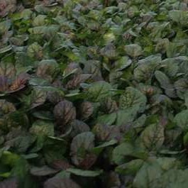 Ajuga rept. 'Braunherz'  Pot 9 
