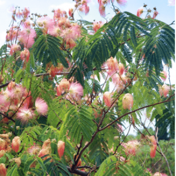 Albizia julibrissin 0.50 à 0.60 m Cont. 