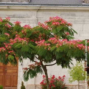 Albizia jul. 'Ombrella' ('bourbi'®) 0.40 à 0.50 m Cont. 