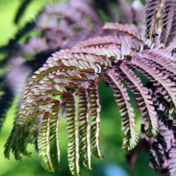 Albizia jul. 'Summer Chocolate' 1.25 à 1.5 m CT 18 litres 