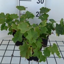 Alchemilla epipsila  Pot 9 