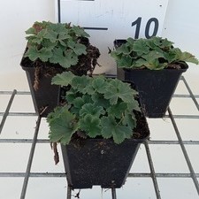 Alchemilla erythropoda  Pot 9 