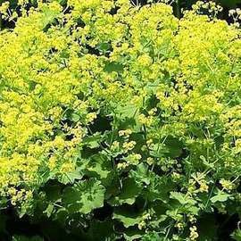 Alchemilla mollis  CT 2 litres 