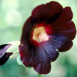 Alcea rosea 'Nigra'  Pot 9 