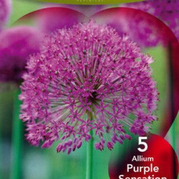 Allium afl. 'Purple Sensation'  Pot 9 