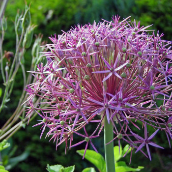 Allium christophii ( albopilosum)  Pot 9 