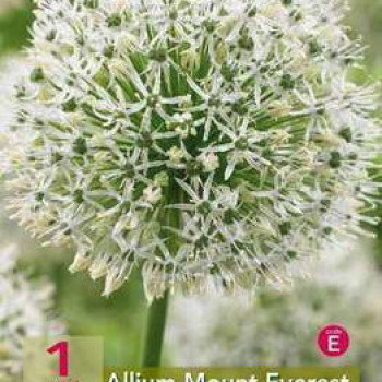 Allium hybr. 'Mount Everest'  CT 1 litre 