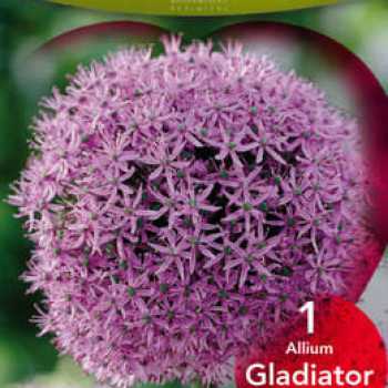 Allium hybr. 'Gladiator'  CT 1 litre 