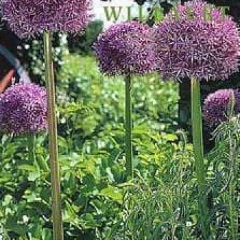 Allium hybr. 'Globemaster'®  CT 1 litre 