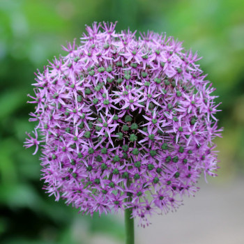 Allium giganteum  CT 1 litre 