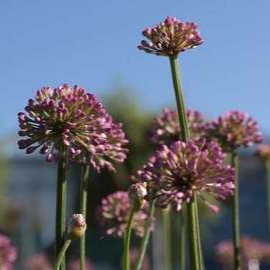 Allium 'Millenium'  CT 3 litres 