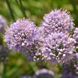 Allium senescens  Pot 9 