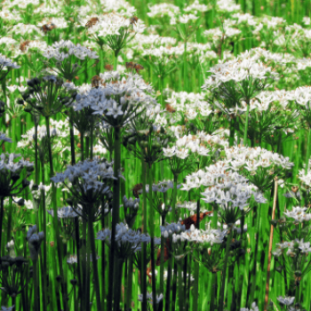 Allium tuberosum  Pot 9 