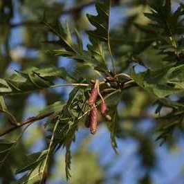 Alnus glut. 'Laciniata' Tige 12/14 Cont. 