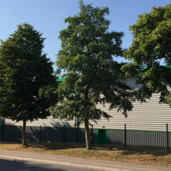 Alnus incana Tige 14/16 Motte grillagée 