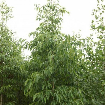 Alnus spaethii Tige 14/16 Motte grillagée 