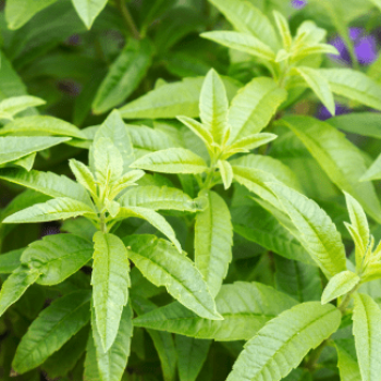 Aloysia triphylla (=lippia citriodora)  Pot 9 