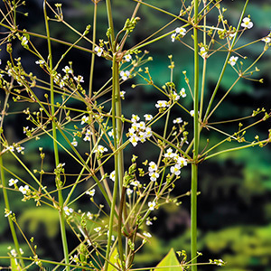 Alisma plantago-aquatica  Pot bio 7 