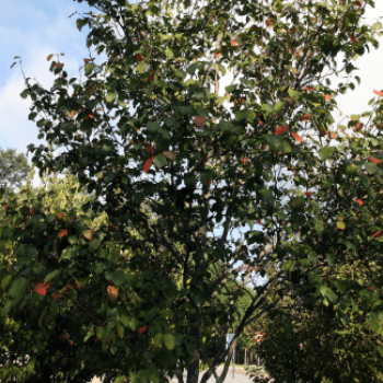 Amelanchier arborea 'Robin Hill' Tige 10/12 Cont. 