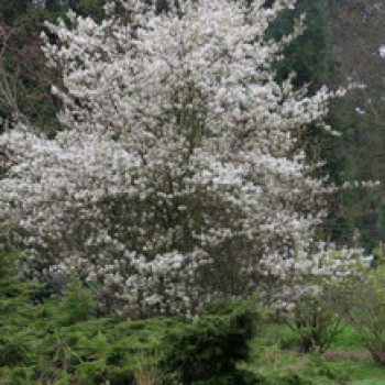 Amelanchier 'Ballerina' 1.5 à 1.75 m CT 20 litres 