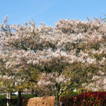 Amelanchier lamarckii 0.40 à 0.60 m Racine nue 