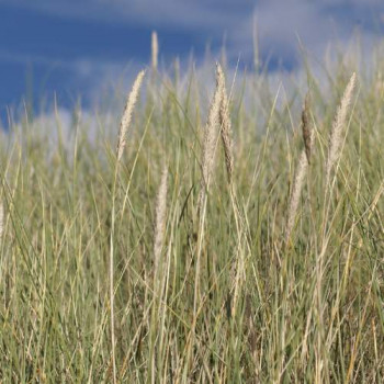 Ammophila arenaria  Pot 9 