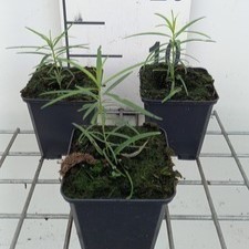 Amsonia hubrichtii  Pot 9 