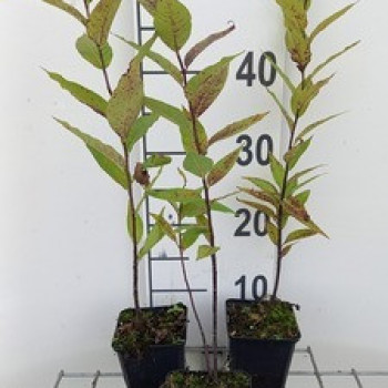 Amsonia illustris  Pot 9 