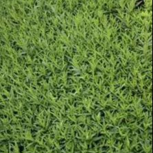 Amsonia orientalis  Pot 9 