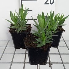 Amsonia tab. 'Blue Ice'  Pot 9 