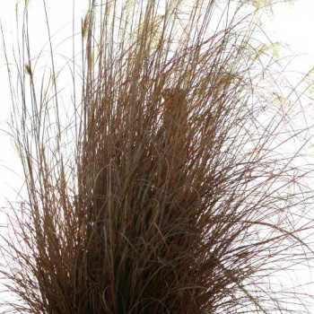 Andropogon gerardii  Pot 9 