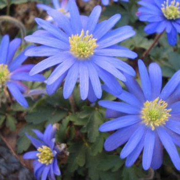 Anemone blanda 'Blue Shades'  Pot 9 