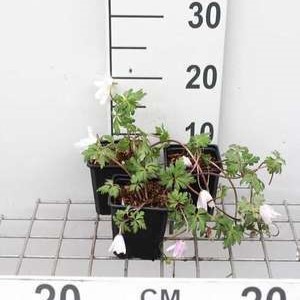 Anemone blanda 'White Splendour'  Pot 9 
