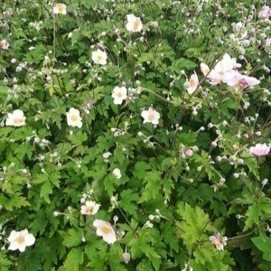 Anemone hybr. 'Hadspen Abundance'  Pot 9 