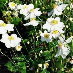 Anemone hybr. 'Honorine Jobert'  Pot 9 