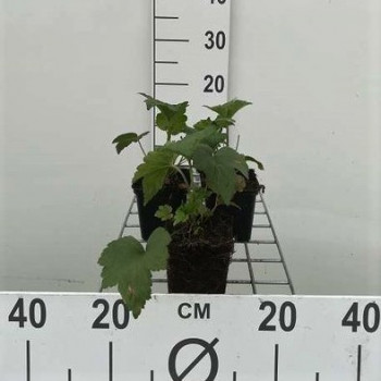Anemone hybr. 'Whirlwind' (= 'tourbillon')  Pot 9 
